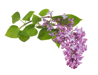 light isolated lilac inflorescence and green leaves