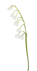 lelietje-van-dalen bloemtak op wit