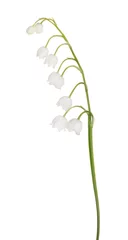 Abwaschbare Fototapete Maiglöckchen lily-of-the-valley flower branch on white