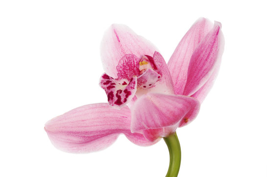 dark and light pink isolated orchid bloom