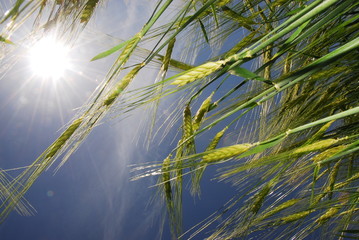 Getreide im Gegenlicht