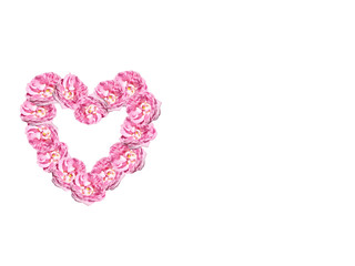 Rose on a white background