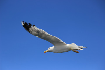 Seagull flying against the blue sky