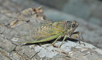 Cicada 2