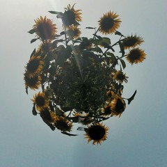 Słoneczniki © michalsen