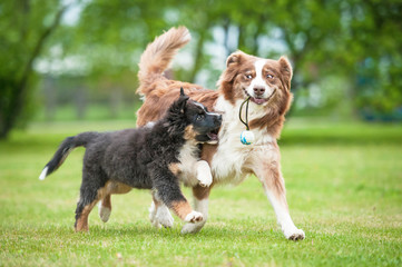 Funny smiling australian shepherd dog playing with a puppy