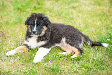 Fototapeta premium Australian shepherd puppy lying on the lawn