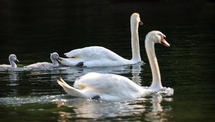 family of swans with puppies - (Cygnus olor)