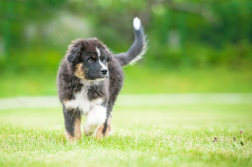 Australian shepherd puppy walking on the lawn