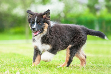 Australian shepherd puppy running in summer