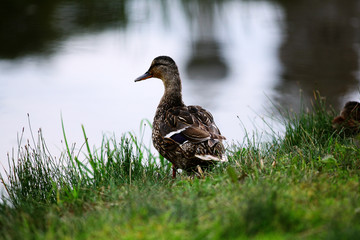 landscape wildlife duck drakes