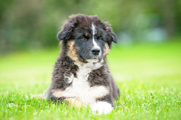 Australian shepherd puppy lying on the grass