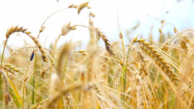 Sliding through wheat crop close up on a cloudy day