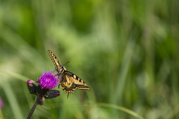 machaon butterfly on a flower with excessive space