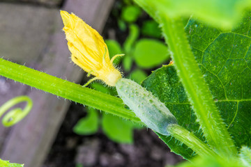 young organic cucumber growing on a farm