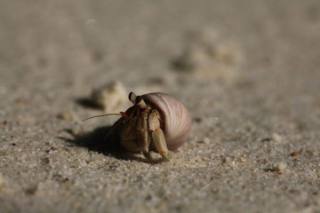 crab on sand beach coast