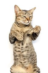 Happy cute short hair tabby on white isolated