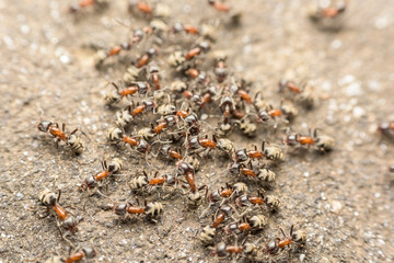 Swarm Of Ants Fights For Food Macro Close Up