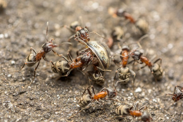 Swarm Of Ants Fights For Food Macro Close Up