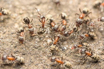 Swarm Of Ants Fights For Food Macro Close Up