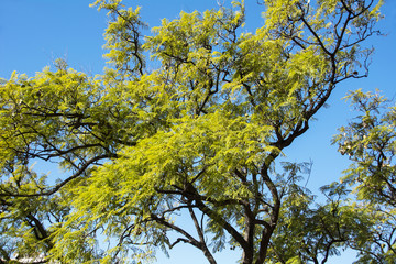 Mimosa Tree in Spain