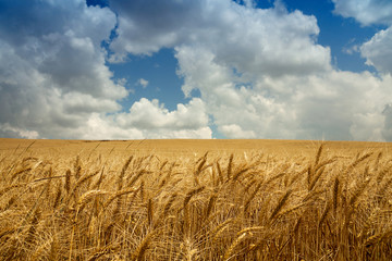 Wheat field landscape © Leonid Nyshko