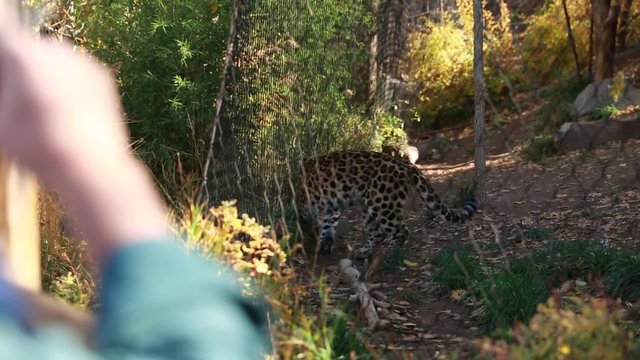 man takes picture of leopard at the zoo