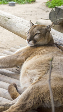 PUMA PEZUÑA PELAJE LAVARSE TUMBADO CAMINANDO