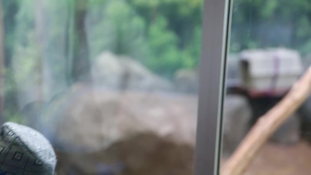 toddler watching lemurs at the zoo