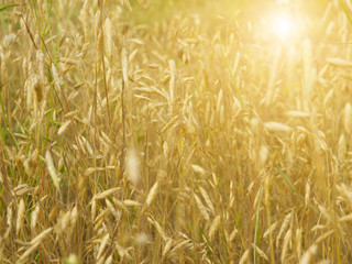 Yellow grass at sunset.