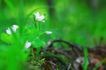 wild spring flowers