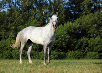 lusitano horse in evening on meadow