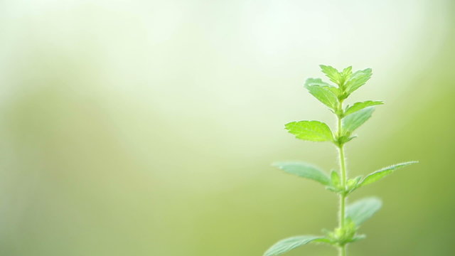 Mint background