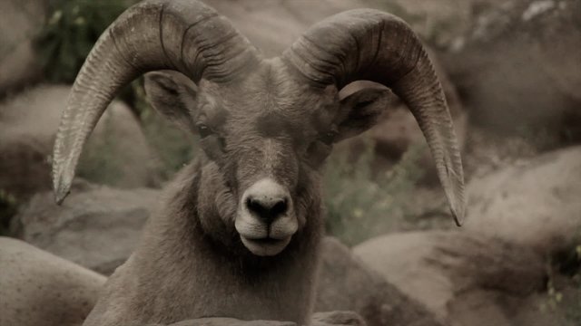 Large Male Bighorn Sheep