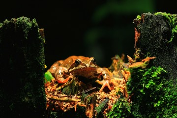 Frog close-up portrait