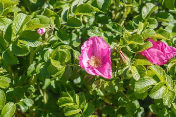 Dog-rose(briar, Rosa ) in the  garden. Household plot. Dacha.