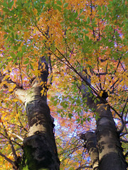 Fall colors in evening sun