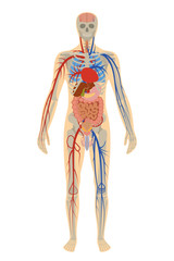 Illustration human anatomy of man on white background