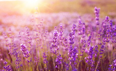 Sunset over a lavender field. - obrazy, fototapety, plakaty