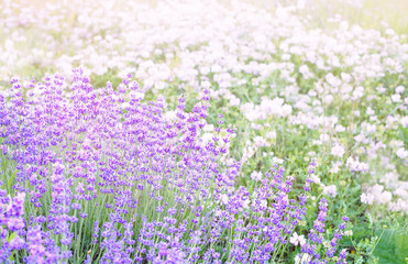 Fototapeta premium Sunset over a lavender field.