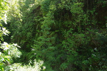 Wald auf Madeira
