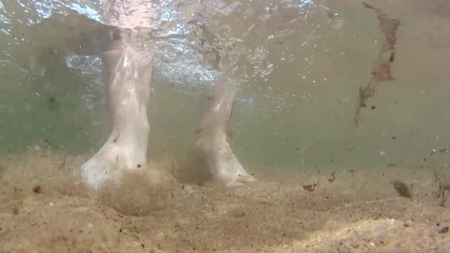 Feet walking in shallow ovean water
