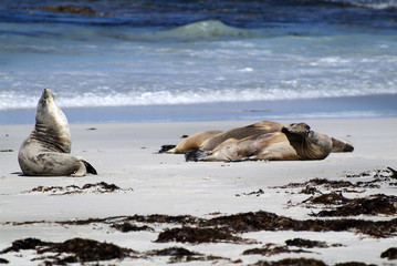 Australia, SA, Kangaroo Island,