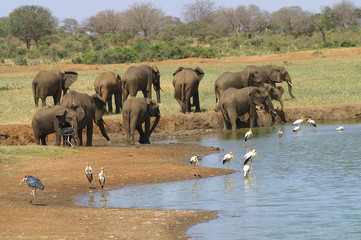 Obraz premium Africa, Kenya