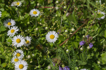 many daisies photographed in a forest