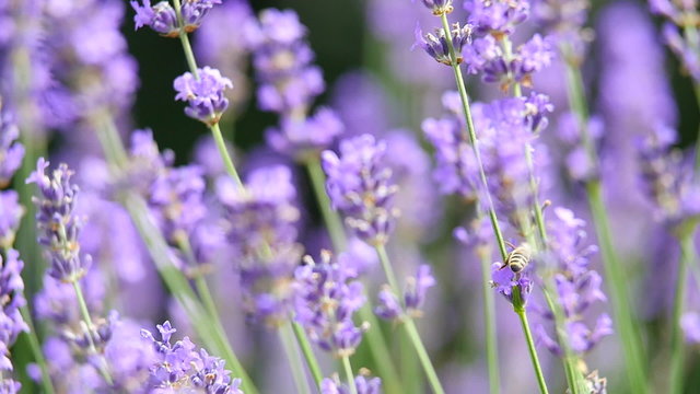 Lavender background with bee