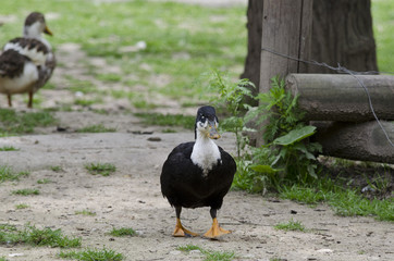 One duck standing in the yard