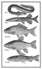 Food, old fish chart with variety of eatable fishes