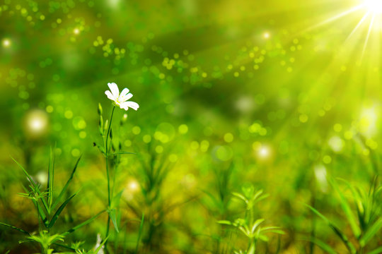 Fototapeta White wildflower .