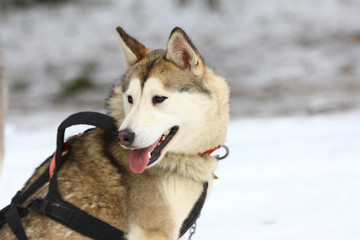 A Siberian husky in harness. Winter. Husky carriage rides.
